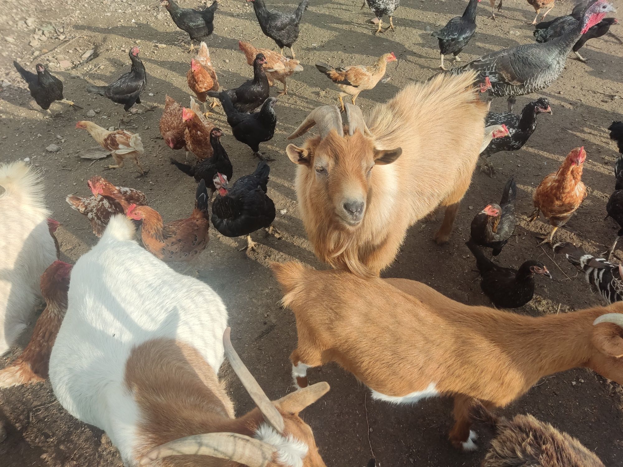 Cabras anãs adultas