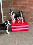 Boston  Terrier szczenię FCI