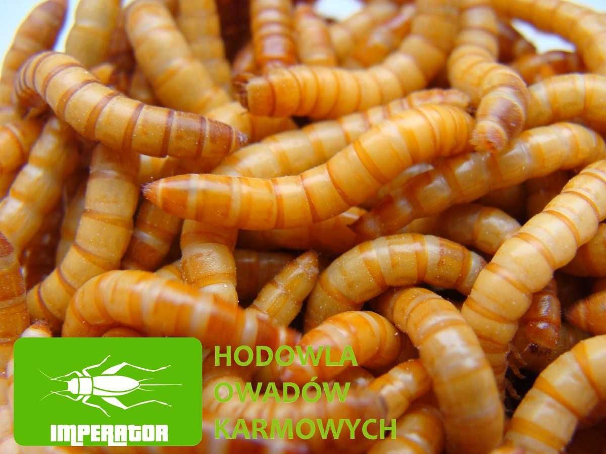 Mącznik młynarek 10 litrów, prosto z hodowli + legalna wysyłka -badane