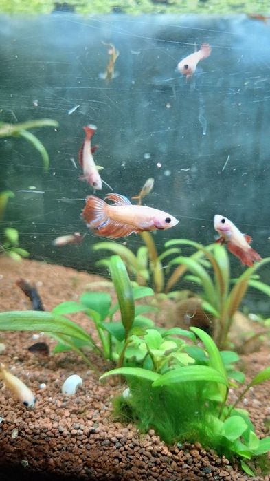 Bettas Splendens Plakat criação própria