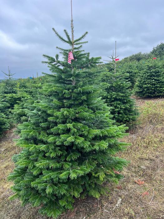 Jodła Kaukaska Cięta 200-270 cm DUŻE ILOŚCI