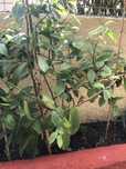 Planta ora-pro-nobis