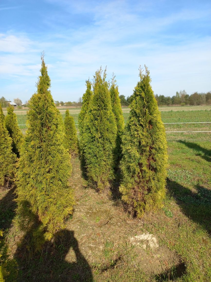 Thuja tuja smaragd szmaragd 180-200cm ( nie brabant ) czytaj opis