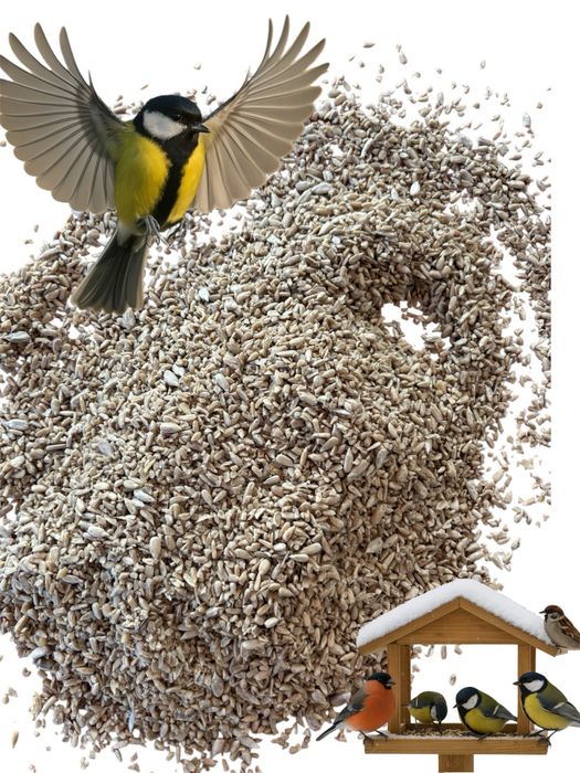 Słonecznik łuskany II gatunek pokarm do karmnika 20 kg GRATIS kula im