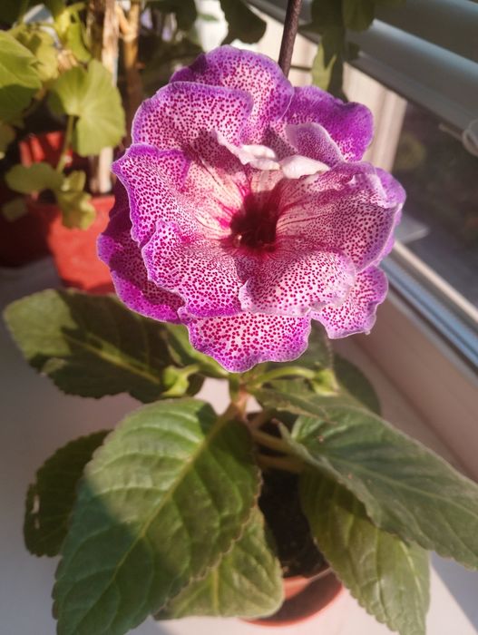 Глоксинія "Спляча красуня"