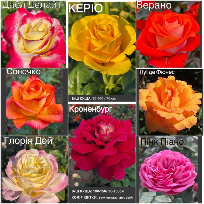 Саджанці троянд /саженцы роз