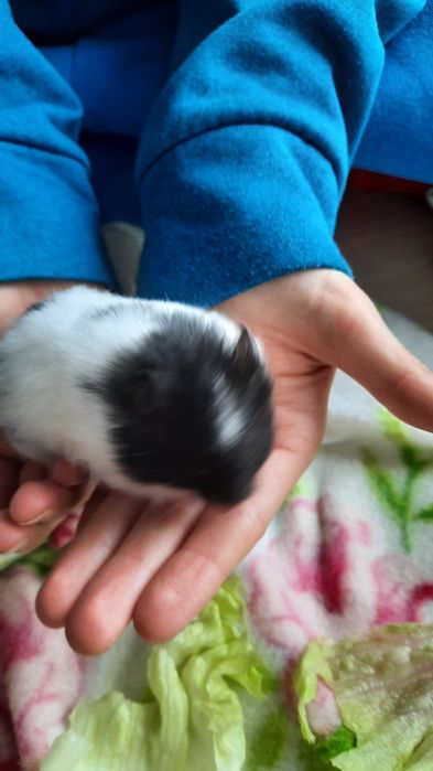 Chomik syryjski długowłosy białe śnieżynki i biszkoptowe