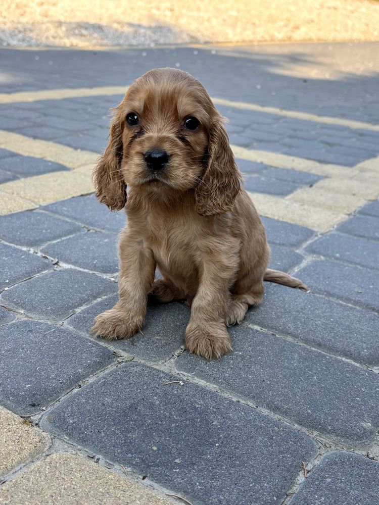 Piesek Cocker Spaniel