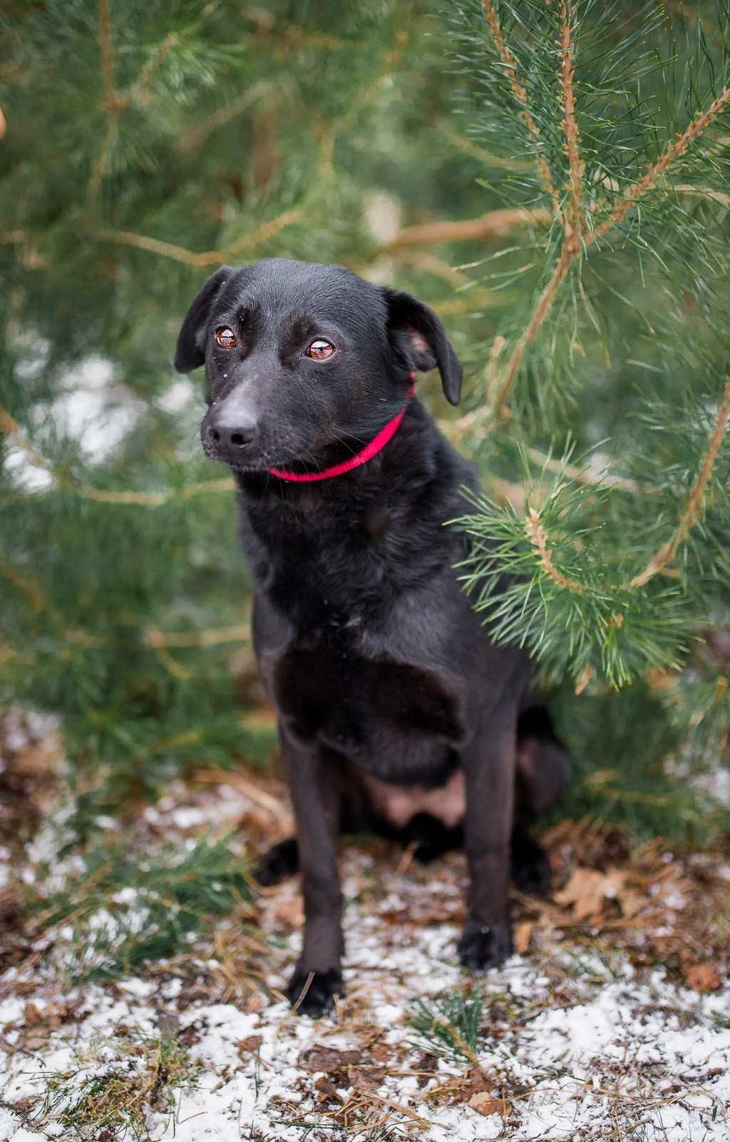 Sali - czarna perełka, nieduża, wesoła sunia do adopcji!