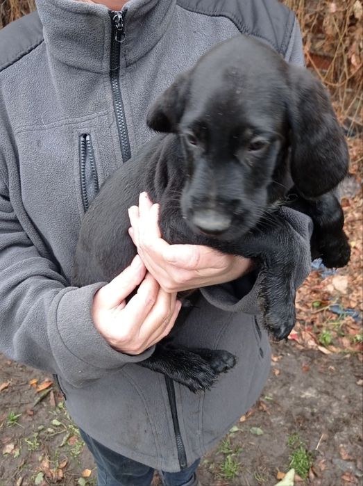 Wyżeł niemiecki (pies mysliwski)