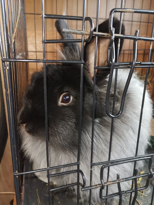 Oddam za darmo samiec spokojny.