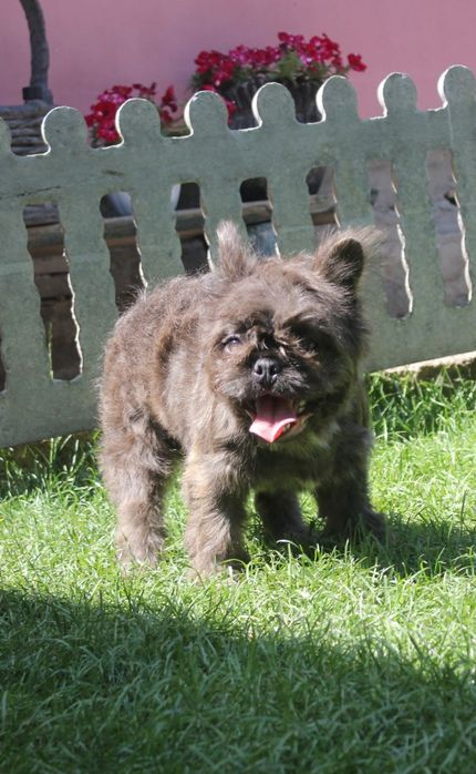 Французький бульдог флудлі