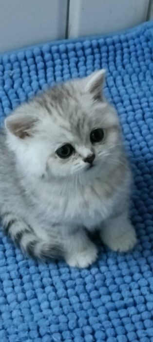 Kotka brytyjska krótkowłosa