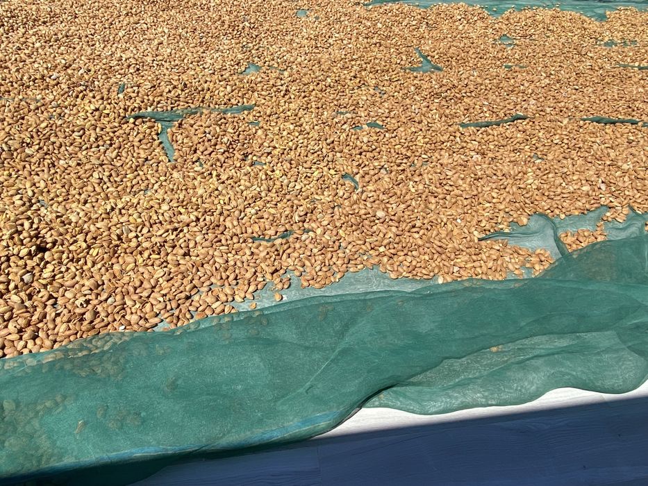 Amendoa Beira Interior 2025