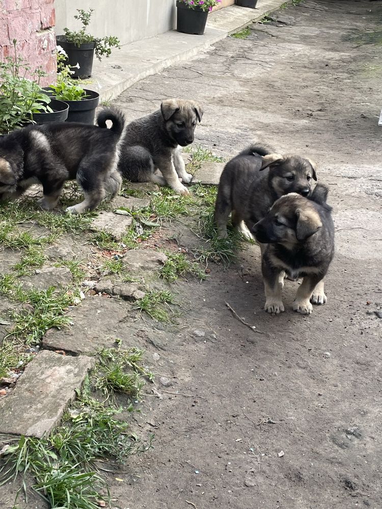 Цуценята лайки, лайка західносибірська