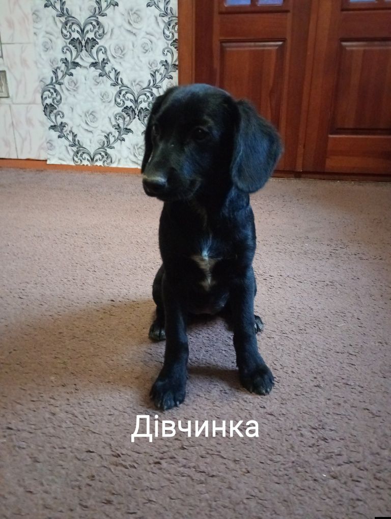 Продам цуценят Кокер Спаніель