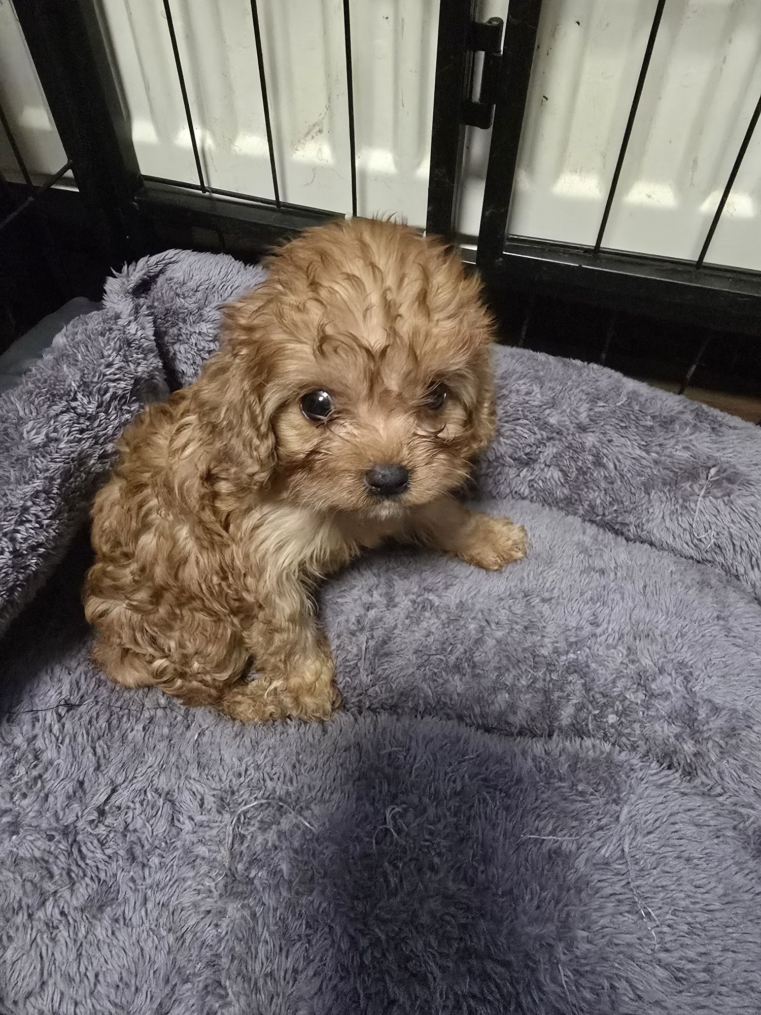 Śliczny chłopiec cavapoo