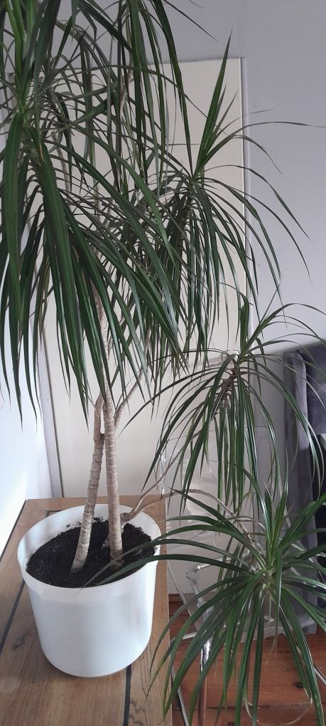 Kwiat Dracena bardzo piękna  160 cm
