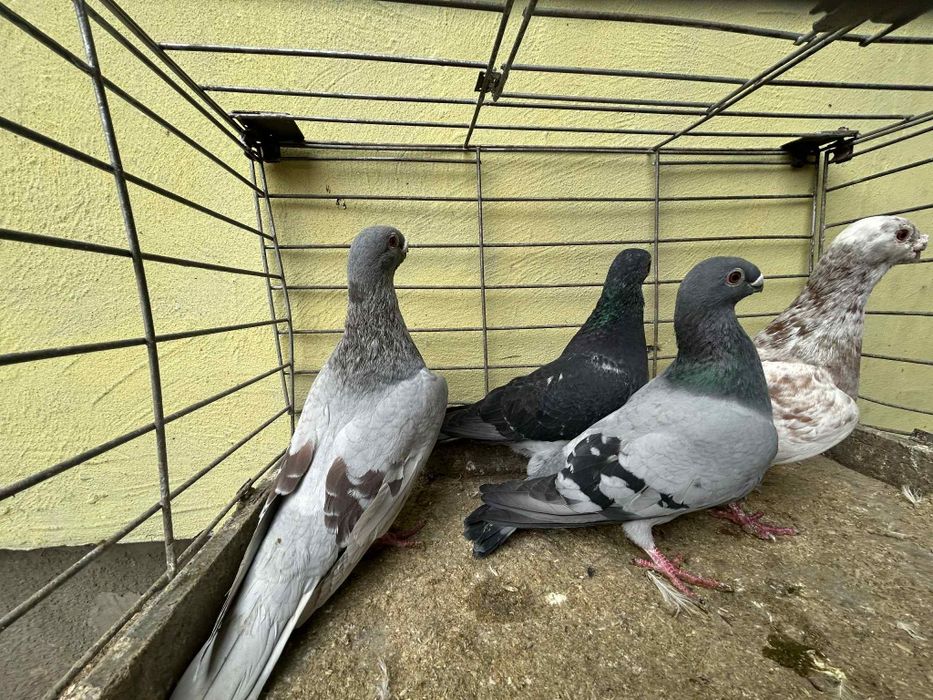 Gołębie ORLIKI cena 40zł za sztukę