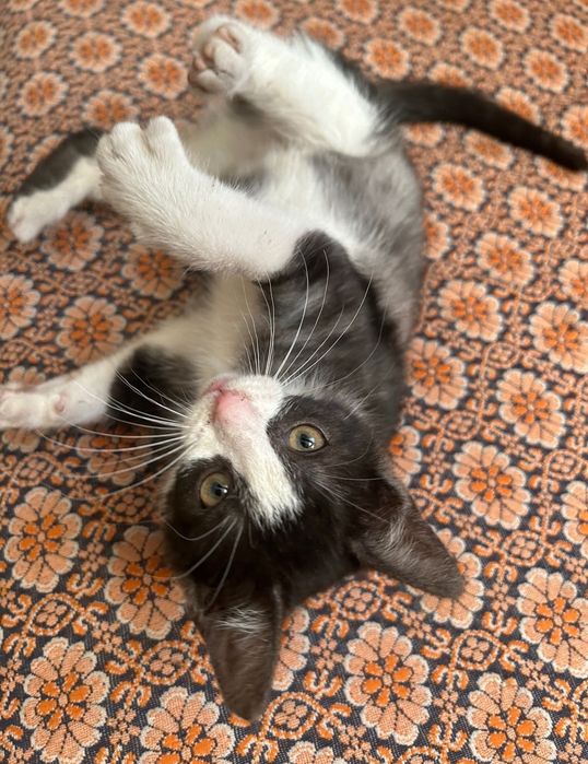 Oddam kotki w dobre ręce