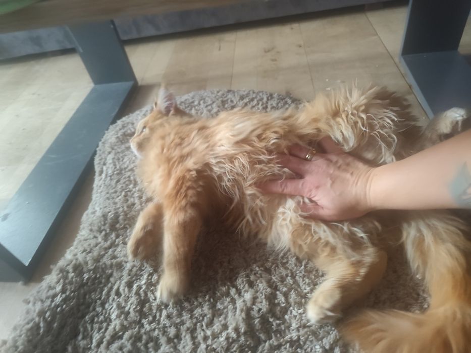 Aslan Kocie Urwisy*PL  Rudy Kocurek Maine Coon