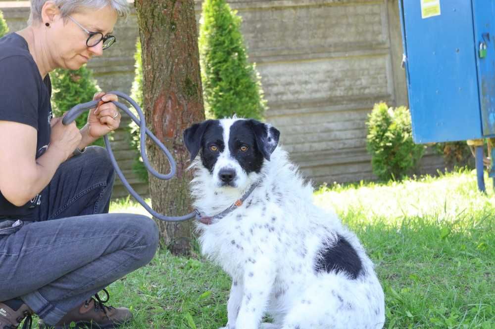 104615 Ludwik do adopcji