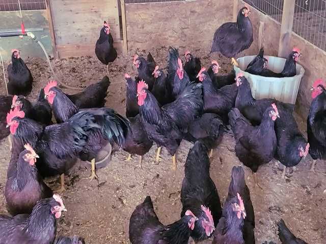 Яйце на інкубацію. Курчат. Род-Айленд - червоний. Оплід 90%.