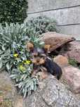 Szczeniak Yorkshire Terrier Miniaturka Mini