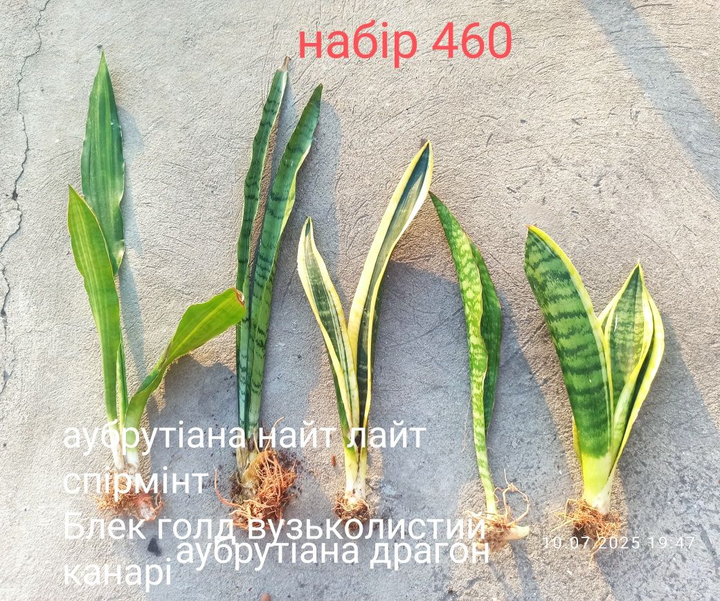 Сансевієрії, набори по бюджетній ціні