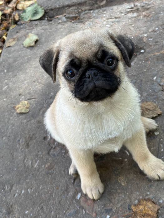 Цуценятка мопсиків