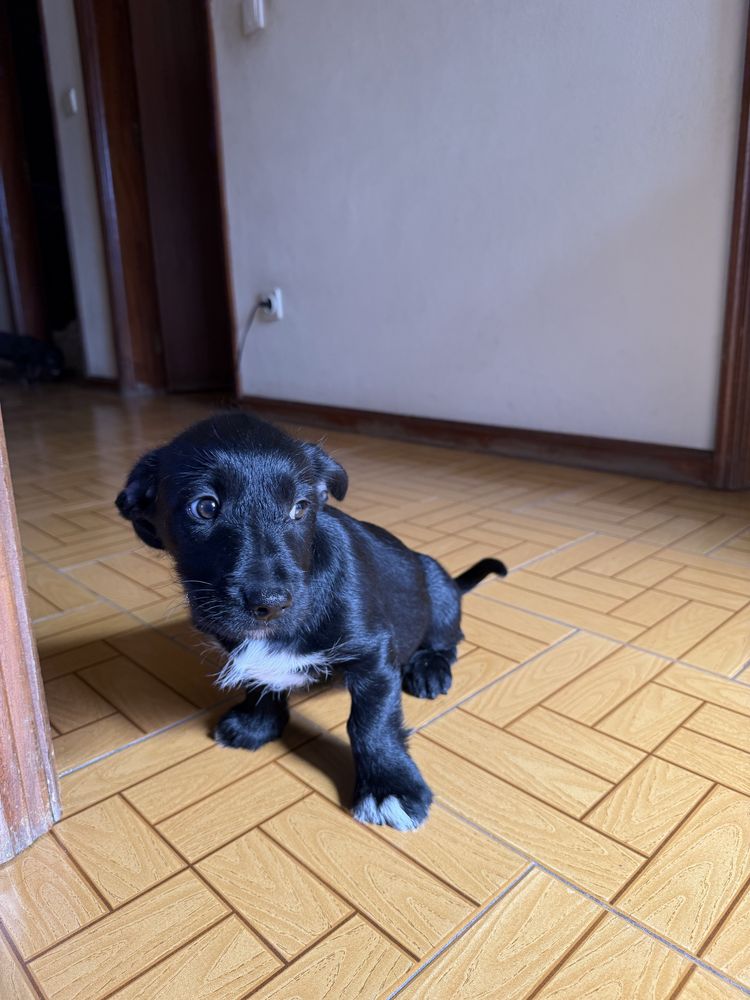 Cachorrinho para adoção responsável