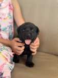 Czarny labrador retriever Nelson