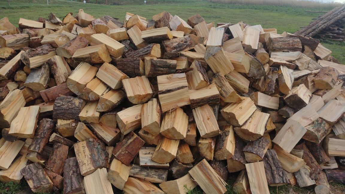 Sosna lupana sprzedam