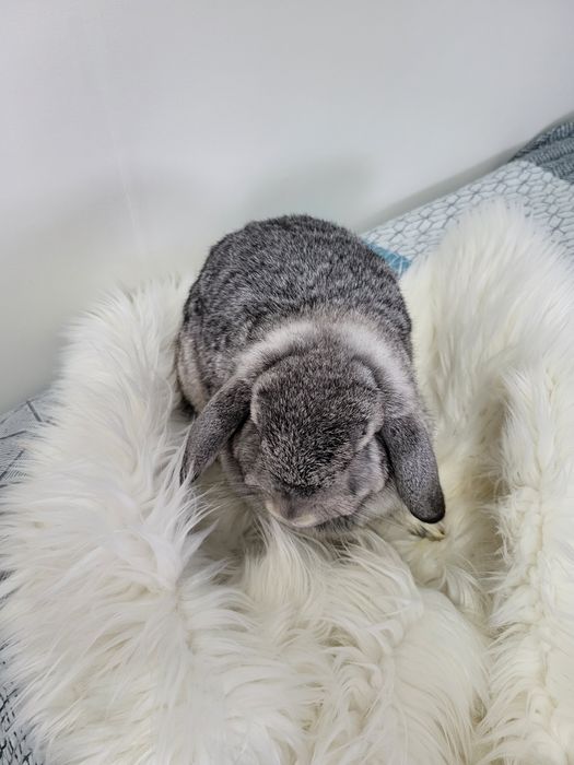 Oddam Mini Lop adopcja króliczek karzełek baranek szynszyla