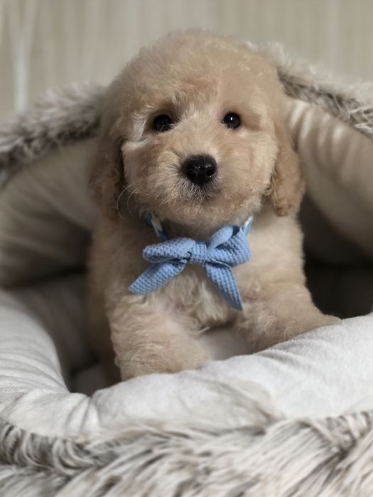 Pudel miniaturowy do rezerwacji piesek szczenię pies metryka