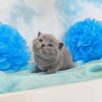 Kot Brytyjski niebieski odbiór w czerwcu kocurek
