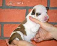 Śliczna łaciata suczka Amstaff FCI / rodzice z kraju z USA
