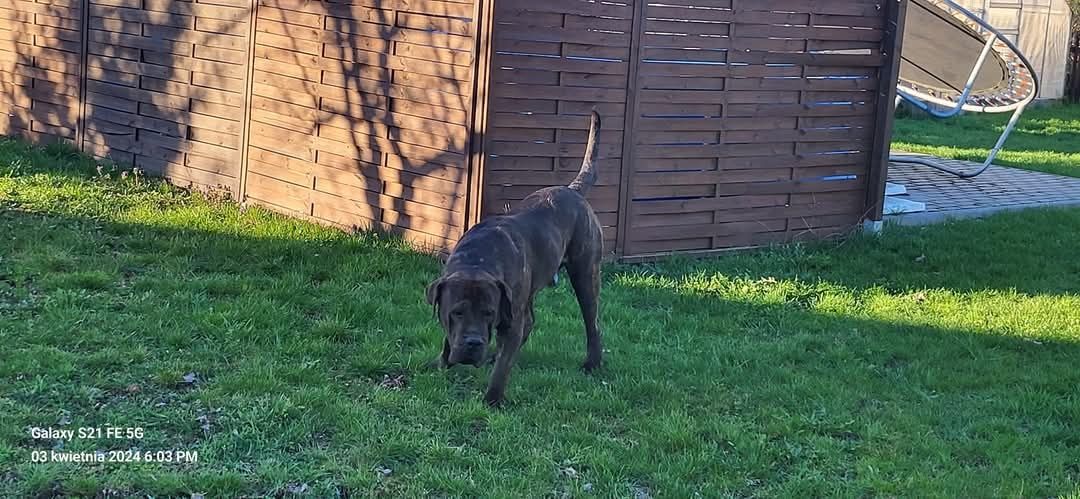 Szczeniak presa Canario
