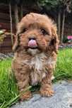 Cavapoo Sunia hybryda ras