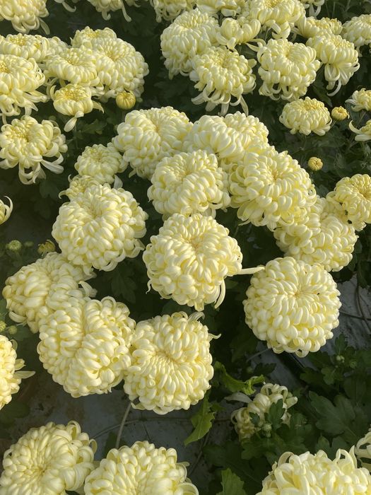 Chryzantemy  od Producenta ! Kule białe i kremowe !
