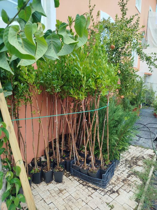 Medronheiros excelentes com 130/150 cm