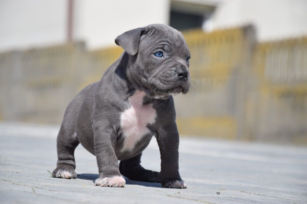 AMSTAFF  do rezerwacji .