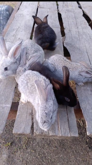 Продаються  кролики 2 місяця( порода  рядянська шиншила) провакциновон