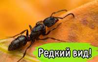 Прода редких экзотических муравьев odontoponera transversa!

В наличии
