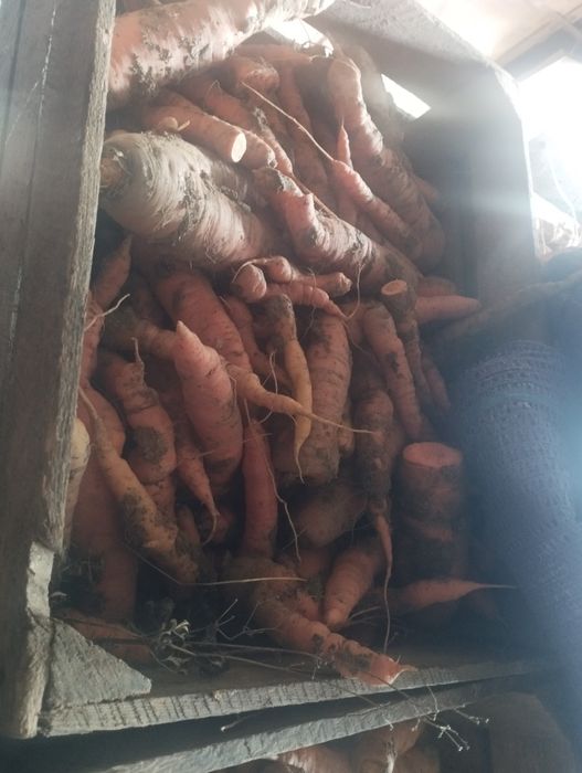 Sprzedam marchewa jadalna