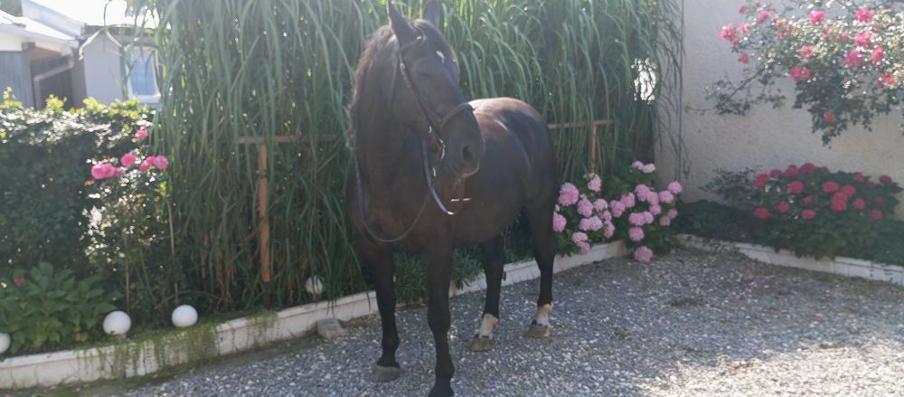 Sprzedam klacz śląską