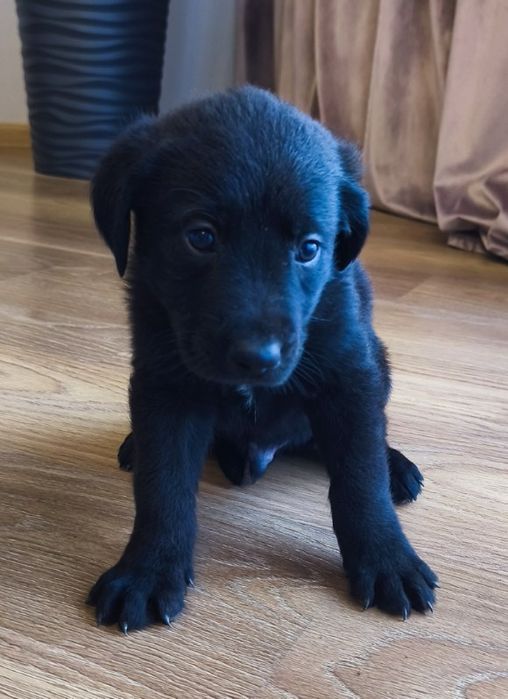 Szczeniaki szukają nowego domu