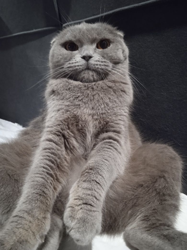 Продаю веслохую кошечку