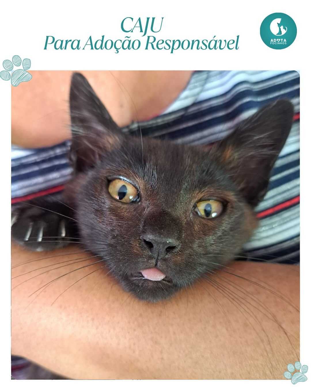 Bebés Caju e Cacau - para adoção responsável