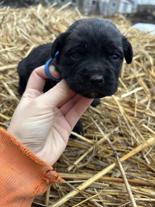 Szczeniaki do oddania